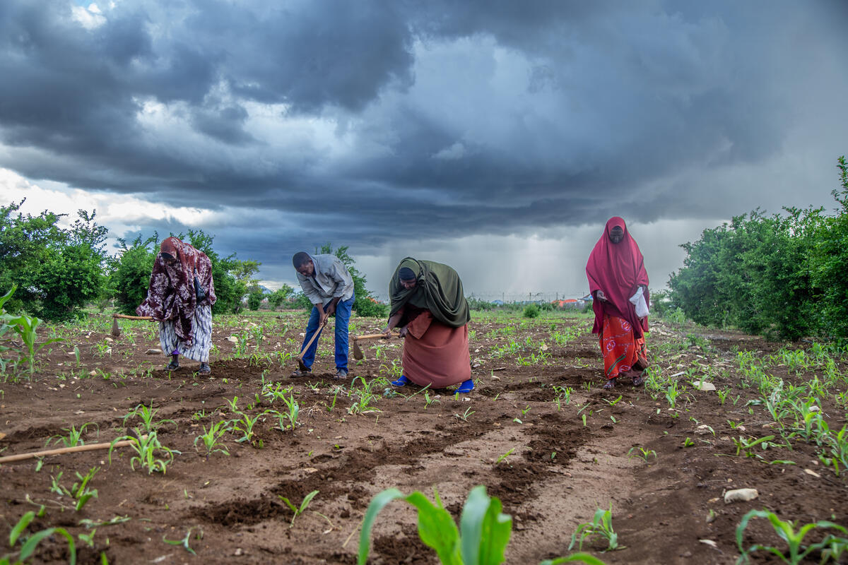 Four Somali people farming in a field