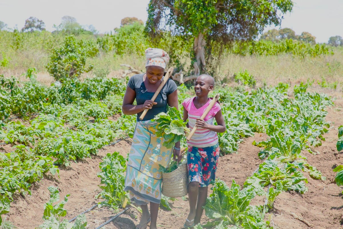 Kenyan girl enjoys harvesting tomatoes