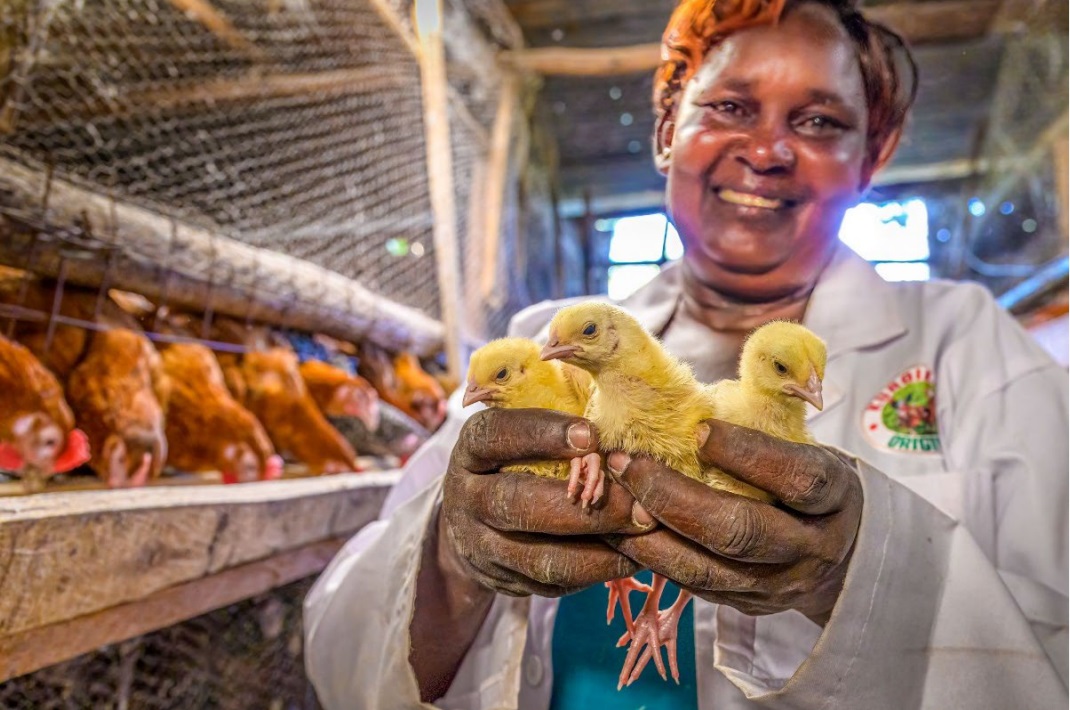 Kenyan lady with chicks and chickens